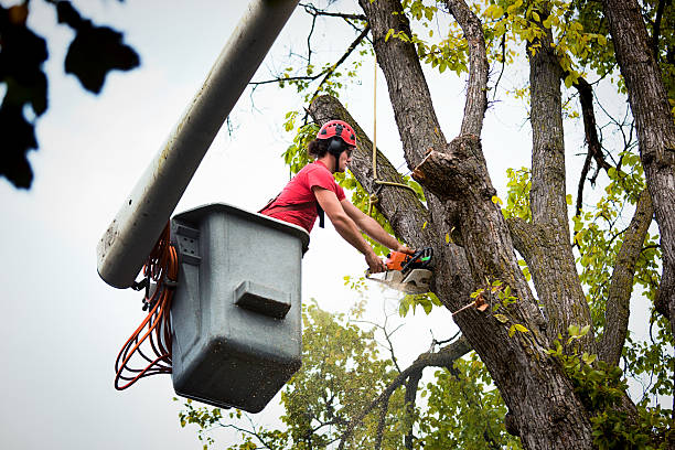 Best Commercial Tree Services  in Elgin, IL